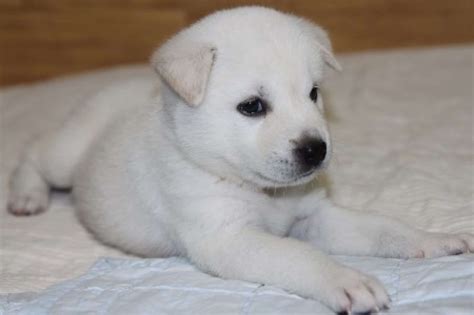 It is one of south korea's natural treasures prized for its . Korean Jindo - Ultimate Guide [Personality, Trainability ...