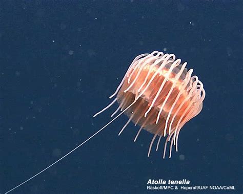 Atolla Tenella Arctic Ocean Biodiversity