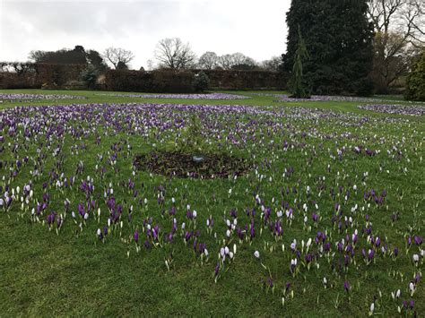 The Conifer Lawn Here At Wisley Is Brightening Up A Drizzly Spring Day