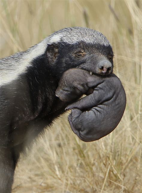 Creative Honey Badger Keeps Finding Genius Ways Of Escaping His Cage