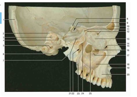 4 Sagittal View Of Skull Diagram Quizlet