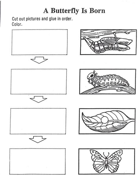 Butterfly Life Cycle Coloring Pages - Coloring Home