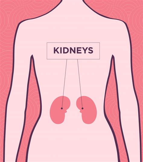 Why Do My Kidneys Hurt Kidney Pain Upmc Healthbeat