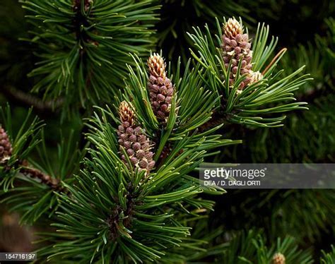 Mountain Pine Trees Photos And Premium High Res Pictures Getty Images