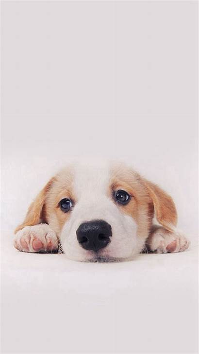 Dog Iphone Puppy Wallpapers Pet