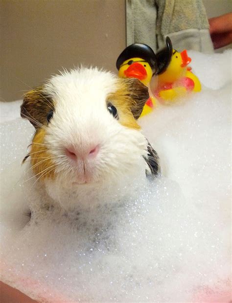 25 Impossibly Cute Animals Taking A Bath Page 2 Of 25 Inspiremore