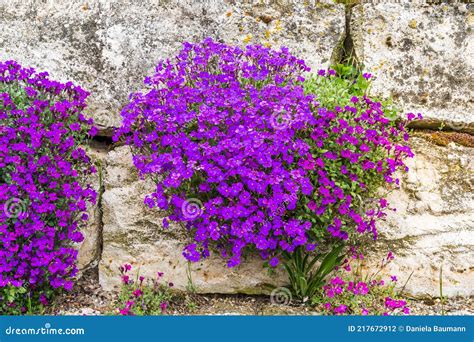 Natural Stone Wall With Abundant Blooming Aubretia Plants Stock Photo