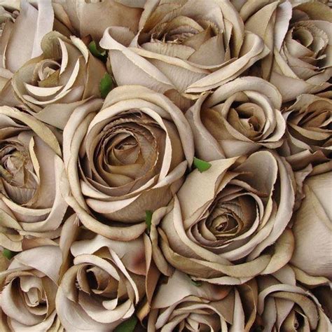 Brown Rose Aesthetic Ideas Mdqahtani