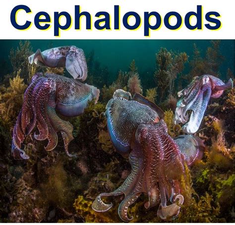 Squid Octopus And Cuttlefish Populations Rise Along With Sea