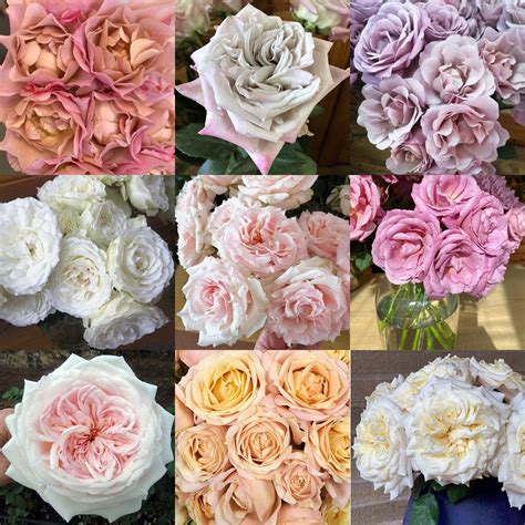 Alexandra Farms Introduces Nine Garden Rose Varieties To Our Diverse