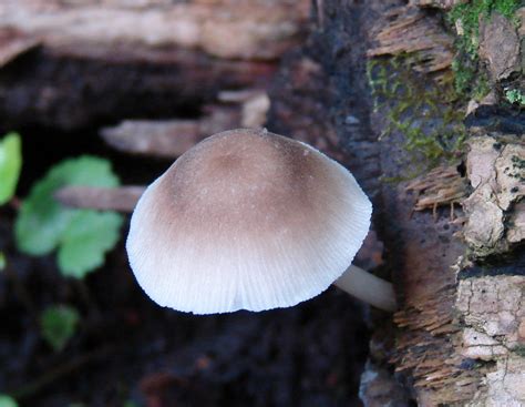 Mycena Galericulata At Indiana Mushrooms