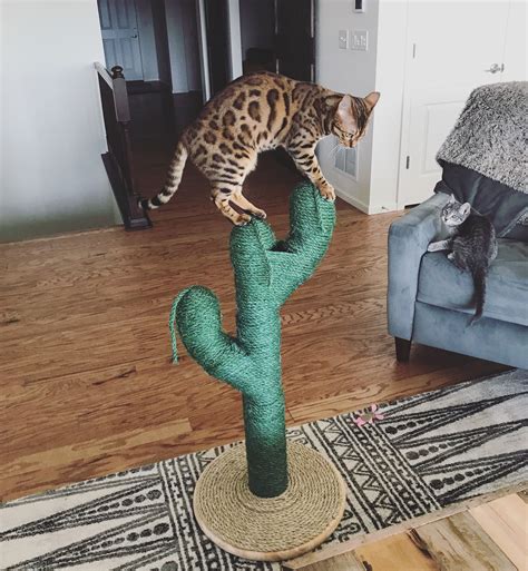 That includes cancelling and returning ebay items. Cactus cat scratcher | Cat scratcher, Diy cat scratcher ...