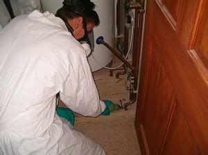 Carpenter Ant Treatment In Sussex Nj Pest Removal Service New Jerseyassure Pest Control