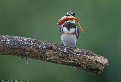Kingfisher Catches Huge Goldfish And Gobbles It Down In One Gulp
