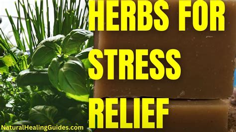 5 POWERFUL HERBS FOR STRESS RELIEF AND RELAXATION YouTube