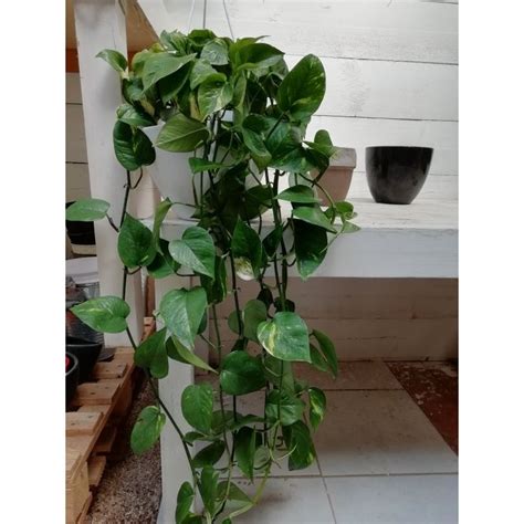 Trova una vasta selezione di piante da interno tropicale a prezzi vantaggiosi su ebay. Piante Rampicanti Da Appartamento