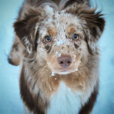 19 Reasons Australian Shepherds Are The Best Looking Dogs In The World
