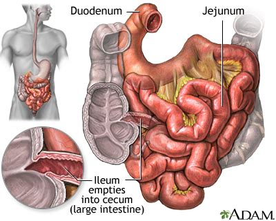 Although there are huge differences in size and complexity among taxa, in all species the large intestine is involved in three functions: Small intestine: MedlinePlus Medical Encyclopedia Image
