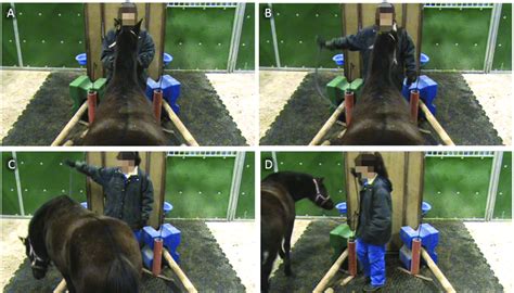 Sequential Screenshots Of A Typical Learning Trial From A High Angle
