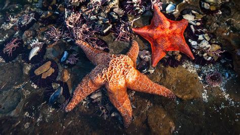 The 8 Best California Tide Pools For Families To Explore