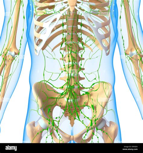 Lymphatic System Of Human Body Anatomy Stock Photo Alamy