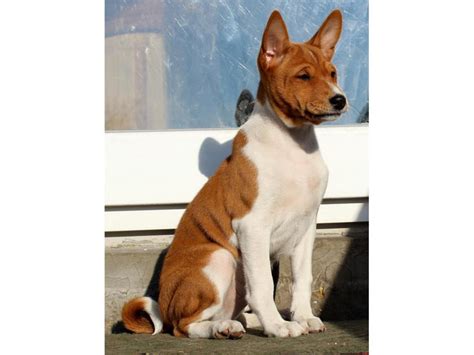 35 Best Images Basenji Puppies For Sale Ny Are Basenjis