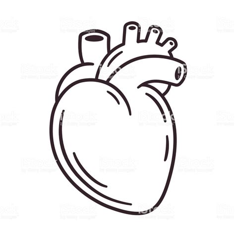Coração Humano Desenho Simples Ictedu