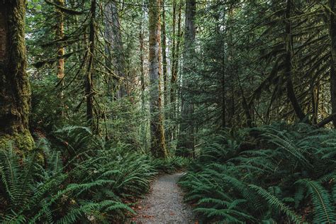 Forests Of The Pacific Northwest Photograph By Bella B Photography