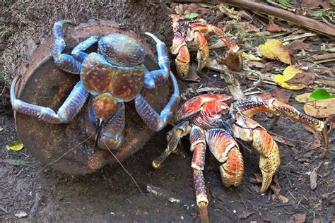 Coconut Crab Worlds Biggest Land Crab 3 Vanishing From