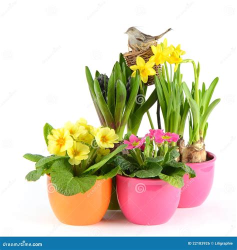 Fresh Spring Flowers Easter Decoration Stock Photo Image Of Bloom