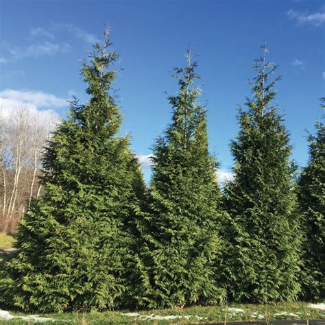 North Pole® Arborvitae Proven Winners Colorchoice Flowering Shrubs