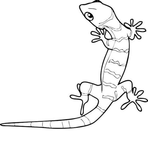 Gecko Impresionante Para Colorear Imprimir E Dibujar Coloringonly The Best Porn Website