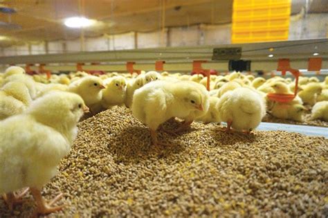 Reovirus hits Ontario poultry industry - Canadian Poultry ...