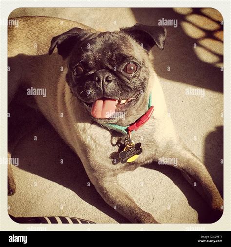 Pug In The Sun Stock Photo Alamy