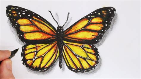 How To Draw A Realistic Butterfly Time Lapse Butterfly Drawing Easy