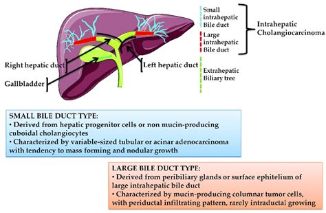 Intrahepatic Bile Duct Anatomy