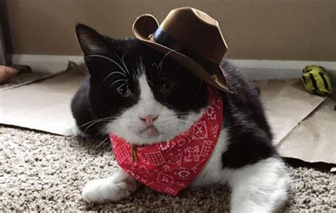 Cat Cowboy 20 Cats With Cowboy Hats Meowdy Cowboy Cat Wrangler Is