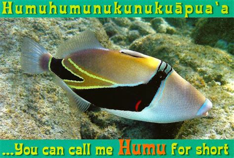 My Favorite Animal Postcards Humuhumunukunukuapuaa Reef Triggerfish