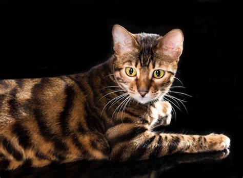 7 Cat Breeds That Look Like Wild Animals Yummypets Cat Breeds