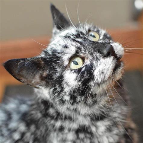 Meet Scrappy The 19 Year Old Black Cat Who Grew A Unique Marble Fur