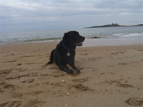 Roddy The Black Labrador A Beach Every Day