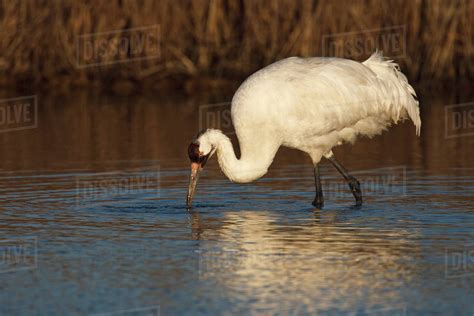 Whooping Crane Grus Americana Wintering At Aransas National Wildlife