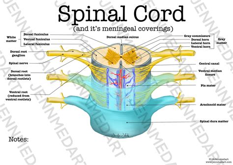 Spinal Cord Anatomy Worksheet Single Filled Digital Download Human Anatomy Chart Anatomy Art