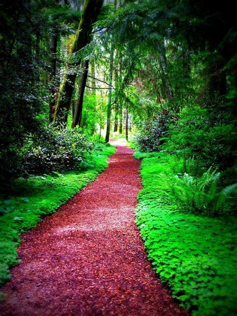 Forest Path Nature Trees Evergreen Landscape Green