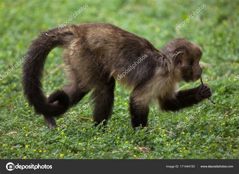 Golden Bellied Capuchin Sapajus Xanthosternos Stock Photo By ©wrangel