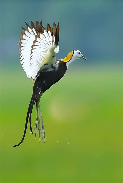 The Most Beautiful Rare Birds In The World Nature And Animals Sonyaz