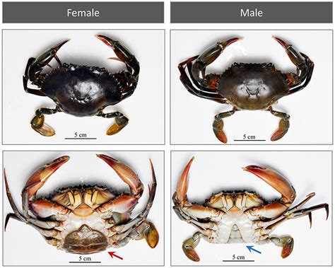 Mr And Mrs Crab How Can We Tell Them Apart · Frontiers For Young Minds