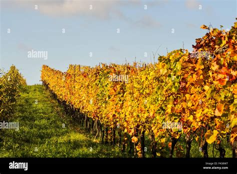 Colorful Vineyard In Autumn Stock Photo Alamy