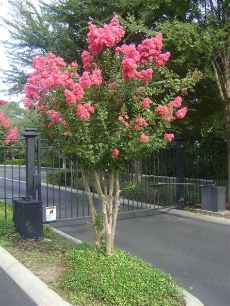 Myrtle Buy Crepe Myrtle Trees For Sale In Orlando Kissimmee