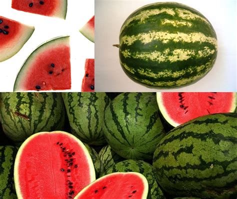 Watermelon benefits, different species and how to pick one on Artimondo ...